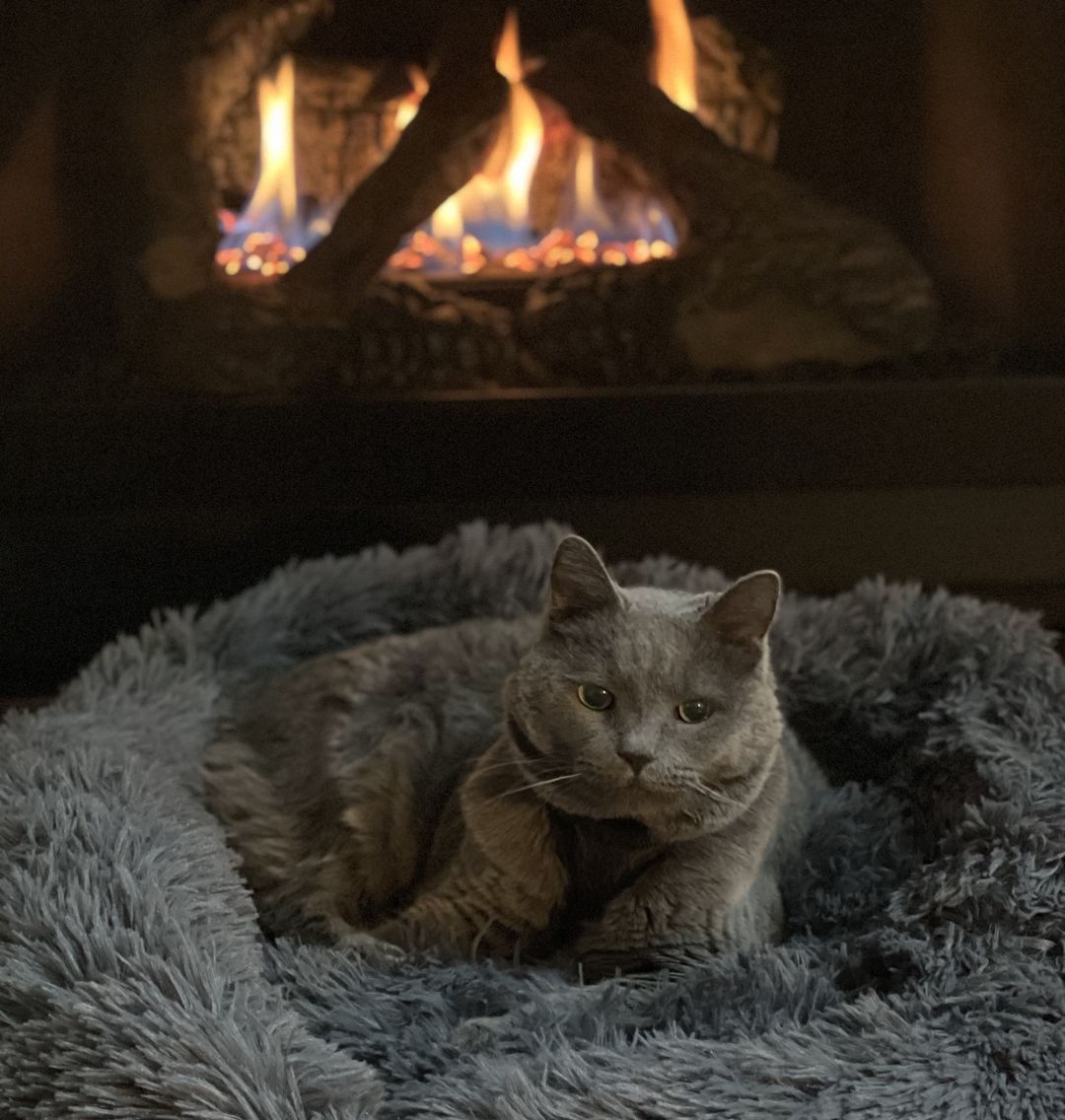 Marshmallow Cat Bed